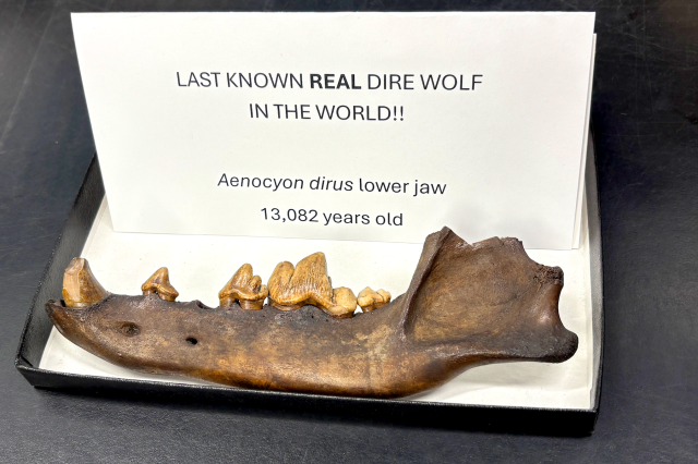 The lower jaw of a dire wolf from La Brea Tar PIts resting on a piece of paper with the words &quot;Last known real dirw wolf in the world!!&quot; Aenocyon dirus lower jaw 13,082 years old&#039; written on it