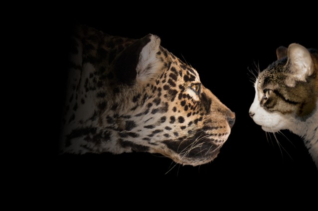 Two cats, one spotted, orange and white leopard facing a domestic brown, white, and black cat, both in profile