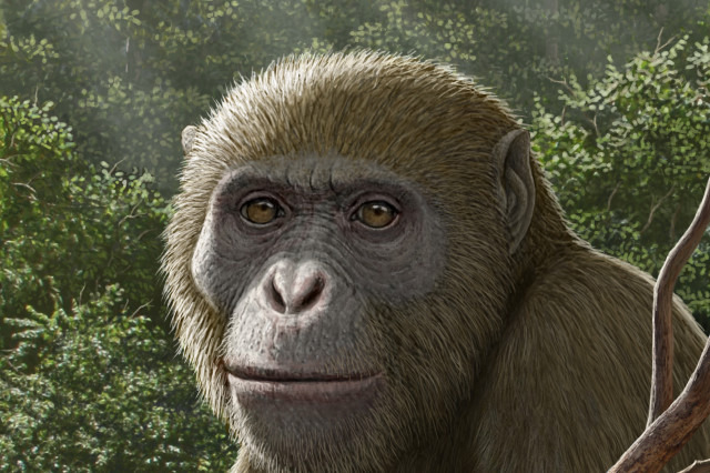 Illustration of an extinct ape
