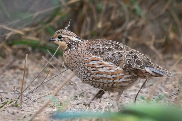 Bobwhite, a brown quail-like bird with small black and white accents, on the ground