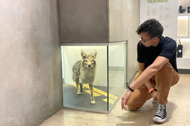 Person on one knee looking at a taxidermy coyote