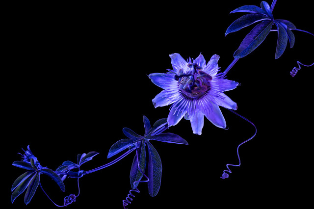 Purple illuminated flower and stem diagonally across a black blackground