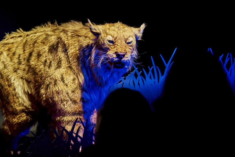 sabertooth cat puppet in ice age encounters show tar pits
