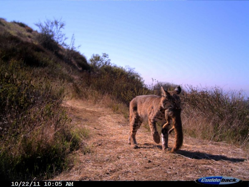 Bobcat carrying the remains of an Eastern fox squirrel in the Hollywood Hills.