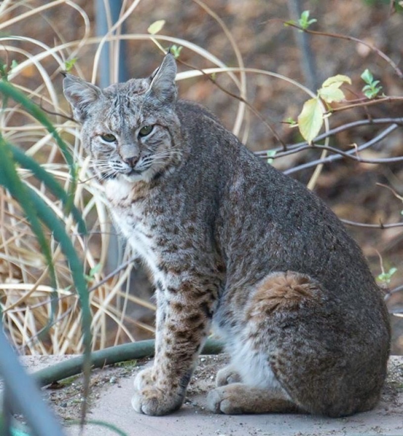 One of many bobcat photographs shared with Miguel by fellow Griffith Park neighborhood residents. Photo Credit: Susan Swan 