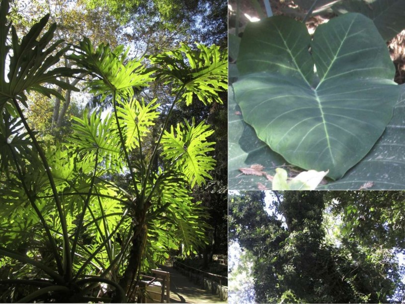 Some exotic plants along Ferndell trail.