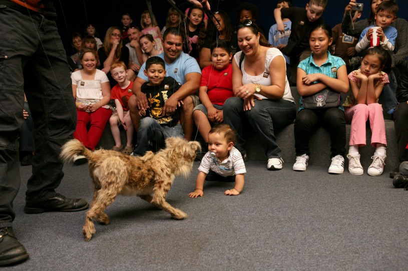 Nibbles the small Saber-Toothed Cat puppet during Tar Pits Ice Age Encounters Show