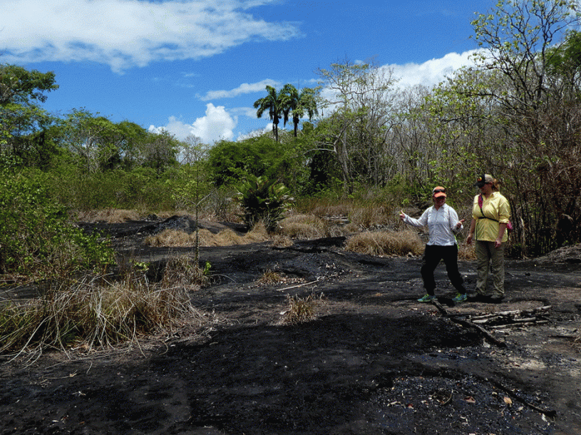 A wild tar pit in southern Trinidad