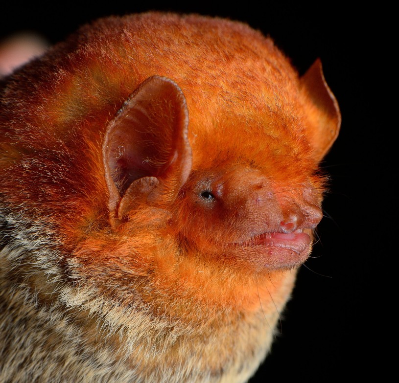Western red bat (Lasiurus blosevellii)