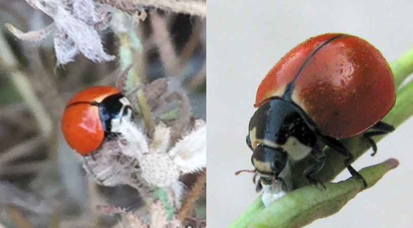 Side by side comparison of Richard and Harsi's ladybugs