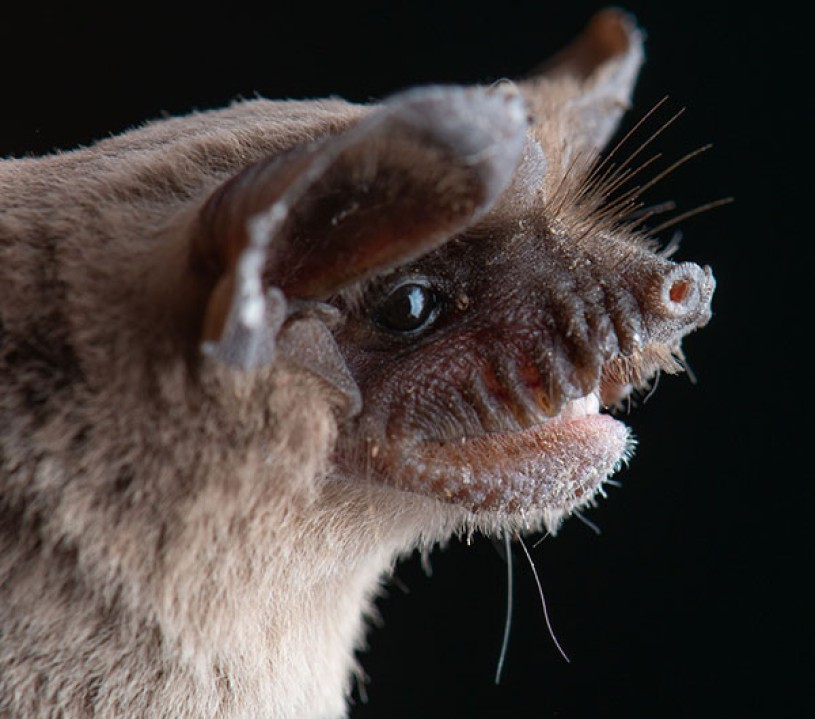 Mexican free-tailed bat (Tadarida brasiliensis)