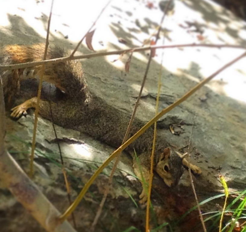 Fox squirrel heat dumping on a rock.