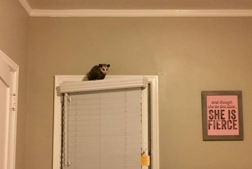 Possum, Opossum, door, interior, wild inside