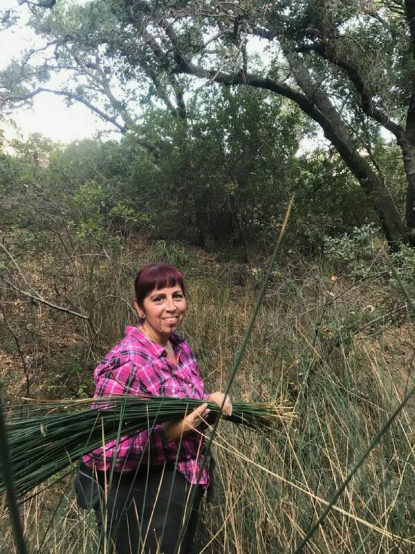 Heidi harvests Juncus reeds for use in her basketry.