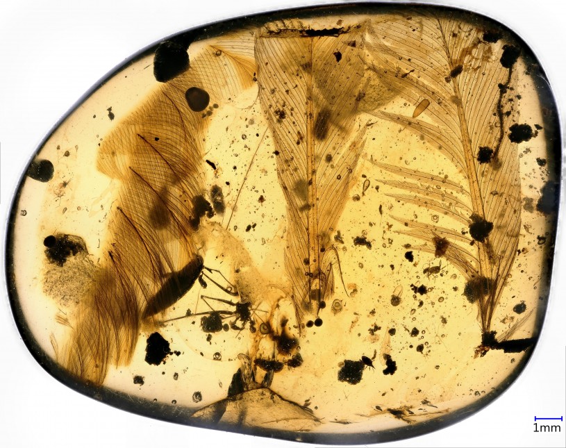 Dinosaur Feather in Amber