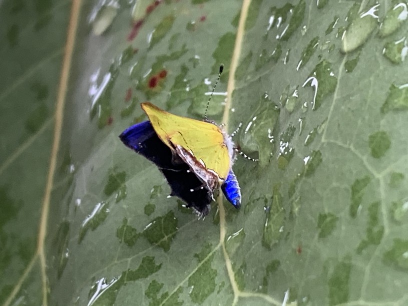 A butterfly on a leaf showing yellow underside of wing and iridescent blue top of wing and abdomen.