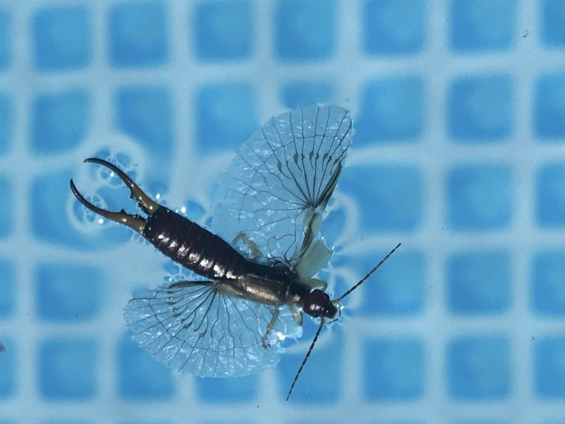 An earwig floating in a pool or fountain with its transparent wings spread out.