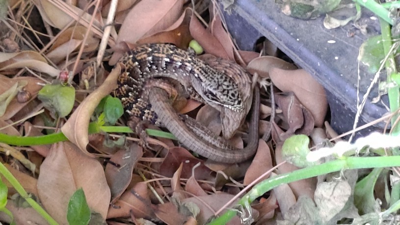 A pair of alligator lizards with one lizard biting the other's neck.