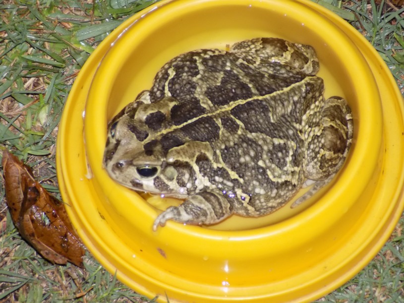A large leopard toad sitting in a cat's water dish