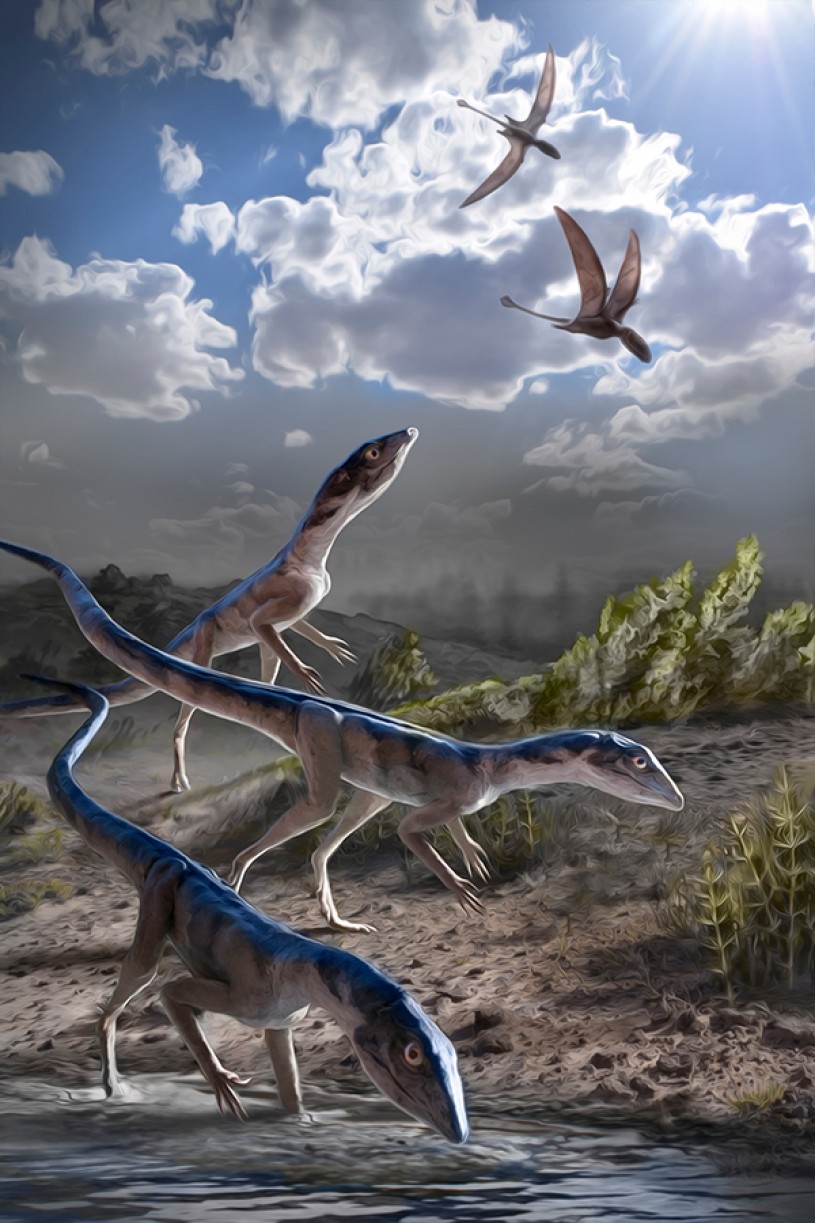 212 million years ago, in what is now Ghost Ranch, New Mexico, a group of Dromomeron romeri pause for a drink while several pterosaurs, now known to be their close evolutionary relatives, fly overhead. Image by Stephanie Abramowicz, Dinosaur Institute, NHMLAC