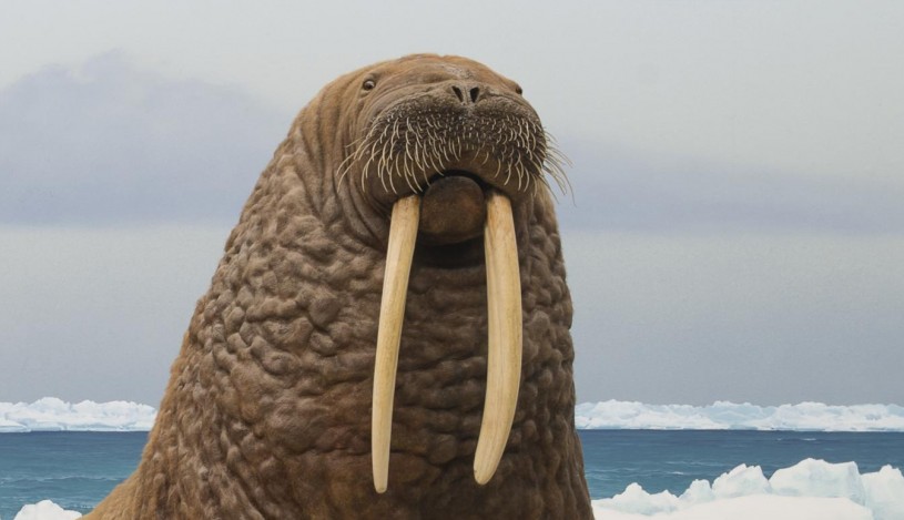 Walruses On The Tusk Of Greatness Nhmla