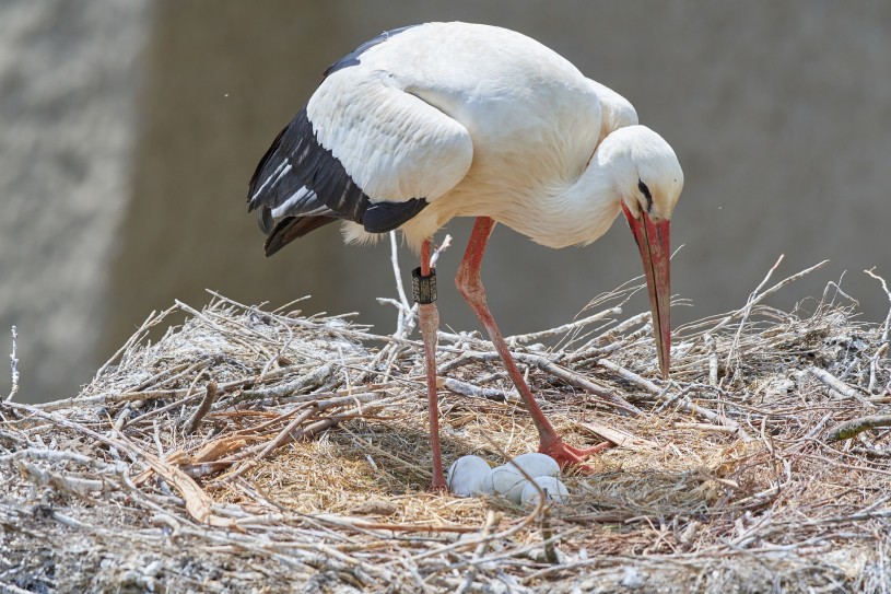 White Stock in nest with eggs