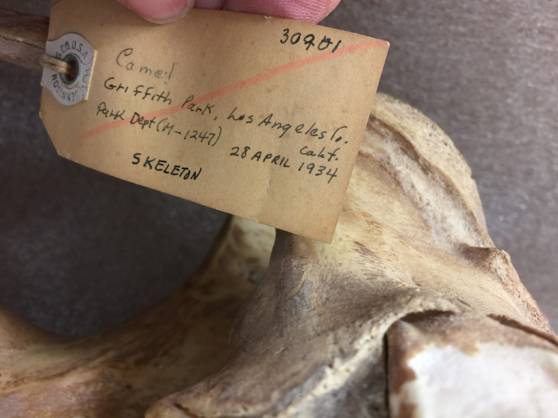 Data tag ‘Camel. Griffith Park, Los Angeles Co, Calif. Park Department. 28 April 1934. Skeleton.’