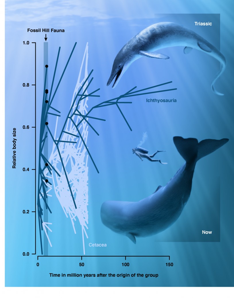 C. Youngurum + Sperm whale comparison illustration 