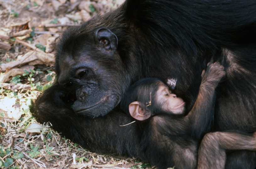 Fifi with newborn Faustino in Gombe National Park