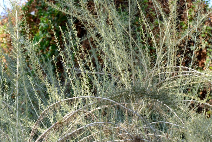 Nature Gardens Summer Dry Plants Drought California Sagebrush