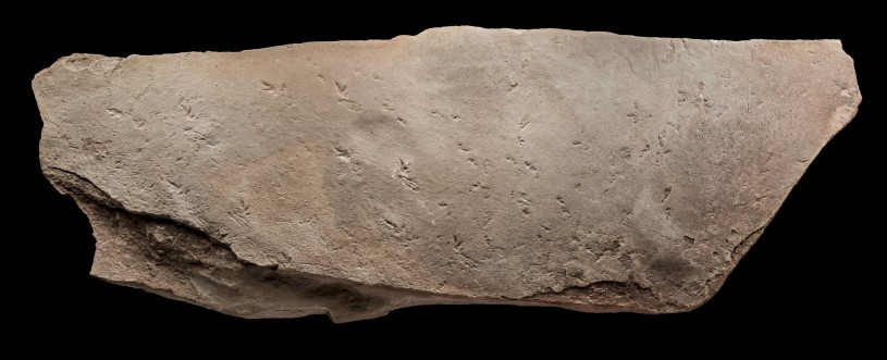 pterosaur trackway fossil footprints