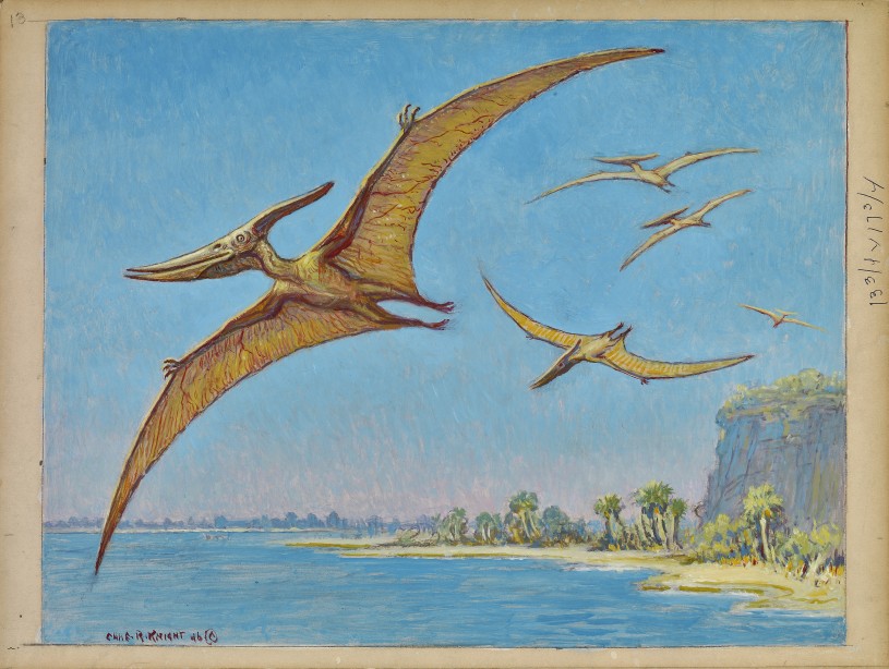 charles knight pteranodon illustration 