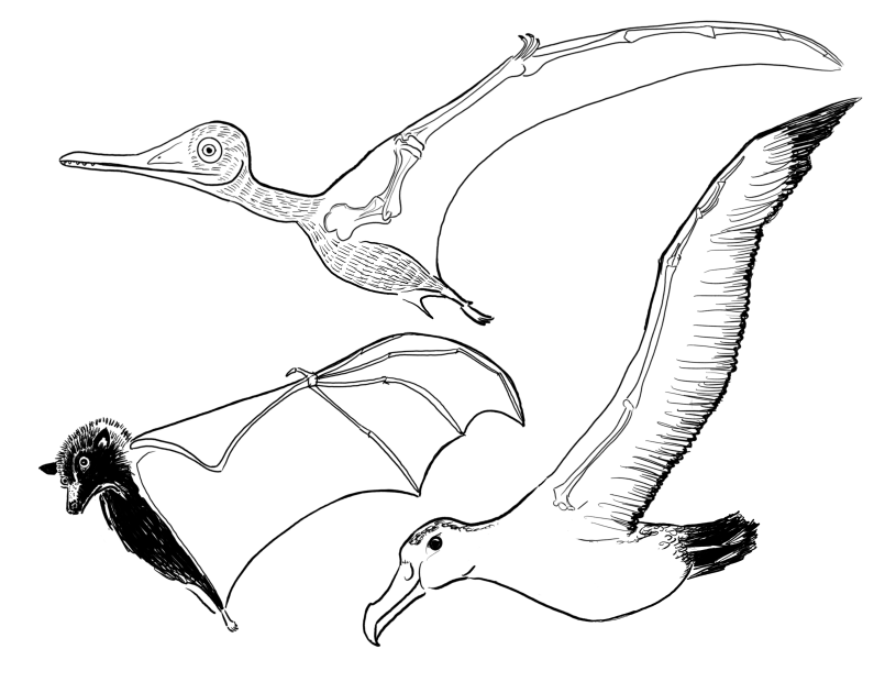 Comparison of skeletal structure of different flying vertebrates.