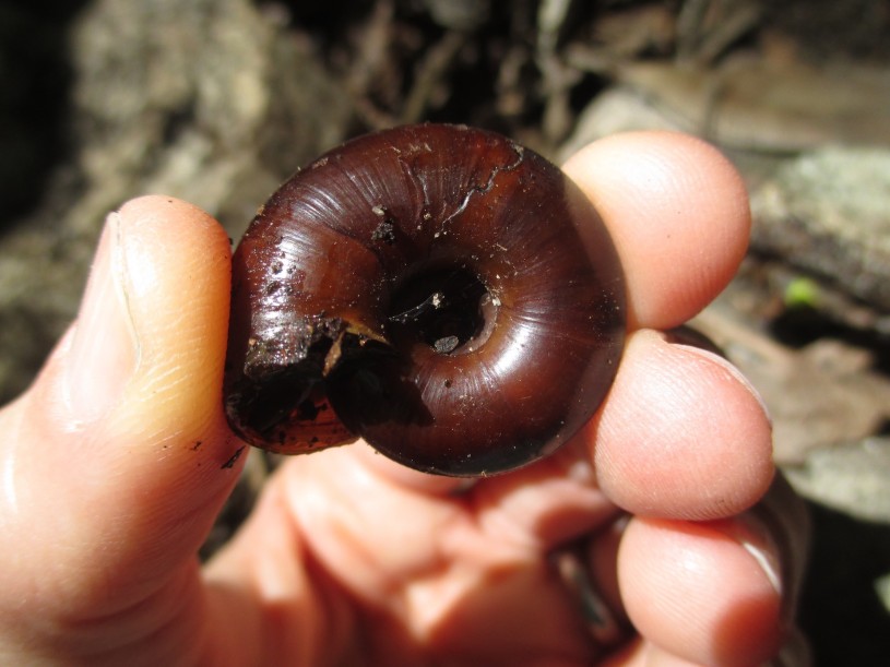 Chestnut snail in hand