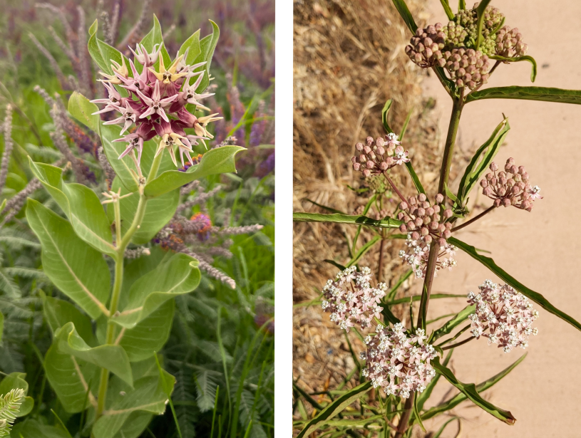 showy milkweed on the right (iNaturalist image 215594961 by jdshide) and narrowleaf milkweed (iNaturalist image 201735610 by vreinkymov).  