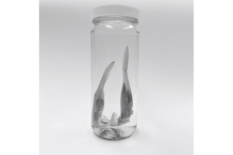 two juvenile Chinese Paddlefishes 