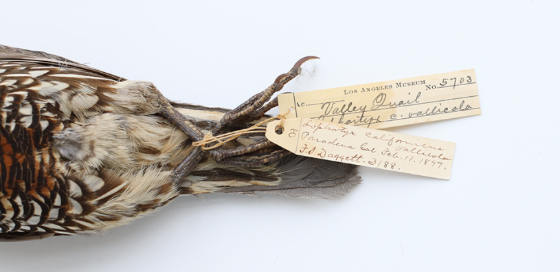 California quail tags