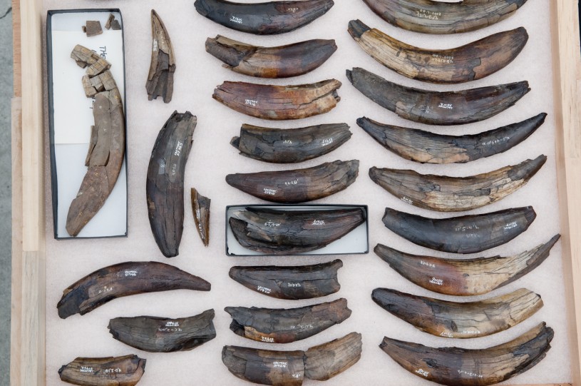 NHMLAC Rancho La Brea saber teeth