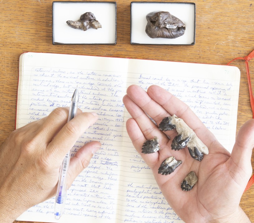Dr. Velez-Juarbe holds Simocetid teeth in his hand.