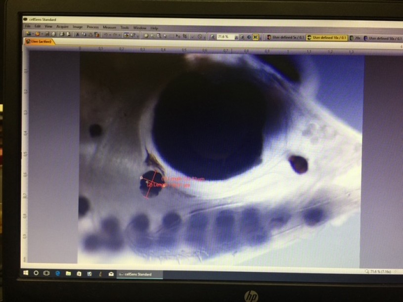 A screenshot of photophores being measured on a juvenile Vinciguerria mabahiss