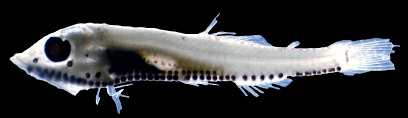 A skeletal image of the small fish Vinciguerria mabahiss