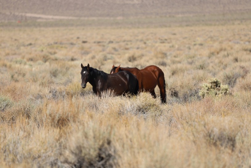 Two feral brown horses are photographed in a field of brown grasses in Benton, California.