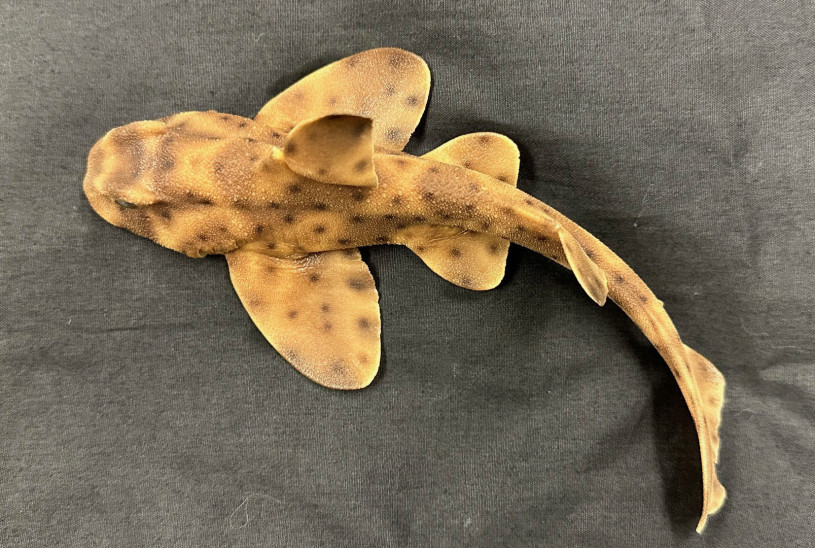Horn Shark (Heterodontus francisci)