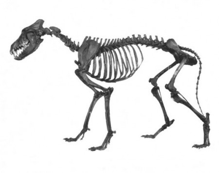 an articulated (arranged like it's alive) skeleton of a dire wolf from the tar pits