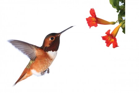 Hummingbird with flower 
