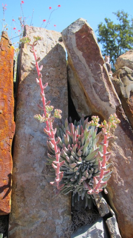 Catalina plant 