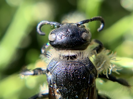 Close-up of wasp's head with curled moustache-like antennae