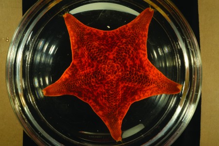 broad-disk star in specimen tray