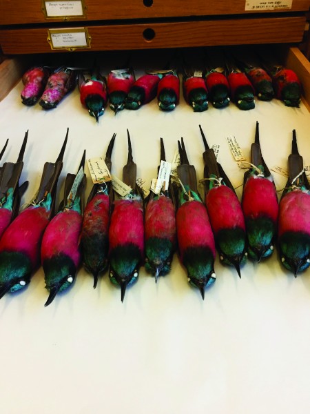 Carmine bee-eaters from NHM's bird collections