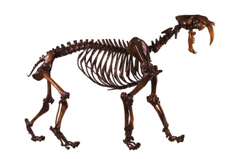 saber-tooth cat skeleton